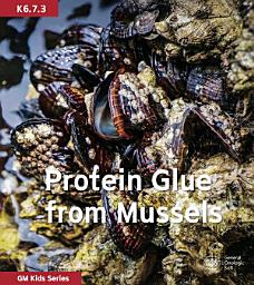 Icon image Protein Glue from Mussels