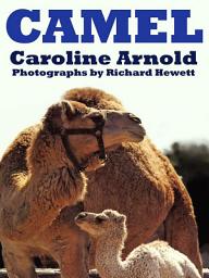 Icon image Camel