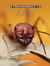 Icon image Ants