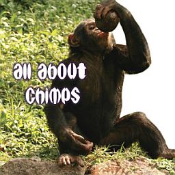 Icon image All About Chimps