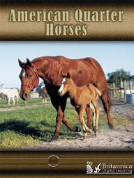 Icon image American Quarter Horses