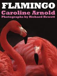 Icon image Flamingo