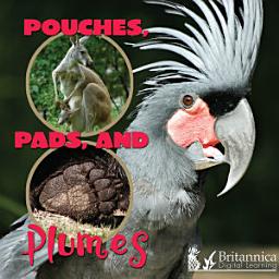 Icon image Pouches, Pads, and Plumes