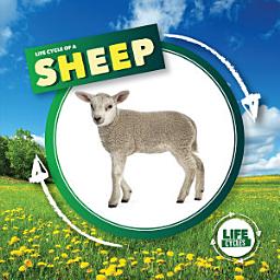 Icon image Life Cycle of a Sheep