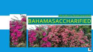 Icon image Bahamasaccharified. A photoalbum