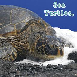 Icon image Sea Turtles, What Do You Do?