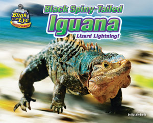 Icon image Black Spiny-Tailed Iguana: Lizard Lightning!