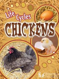 Icon image Chickens