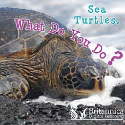 Icon image Sea Turtles, What Do You Do?