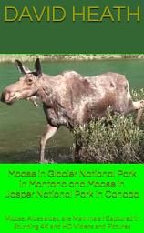 Icon image Moose in Glacier National Park, Montana, USA & Jasper National Park, Canada: Moose, Alces alces, are Mammals I Filmed Close-up in 1080P HD